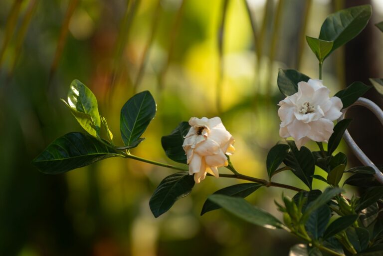 gardenia