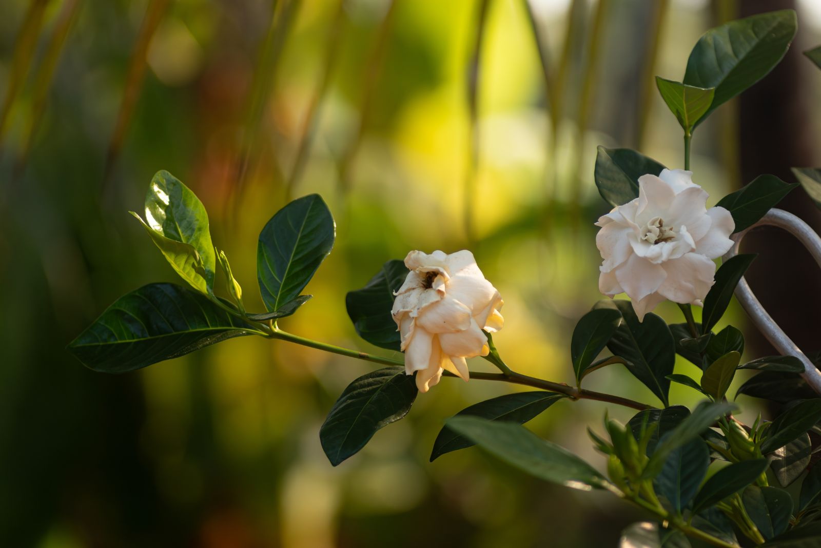 gardenia