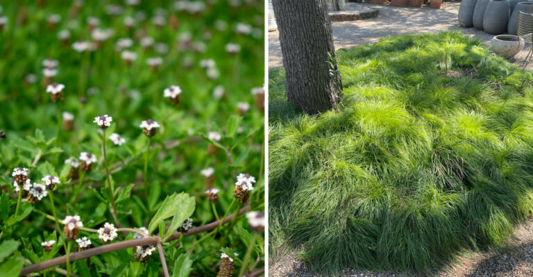 Texas Groundcovers That Choke Out Weeds On Slopes And Hills