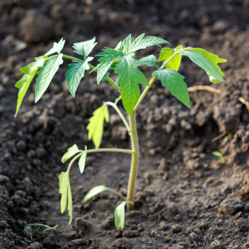 Texas Heat Builds Faster In Bare Tomato Beds
