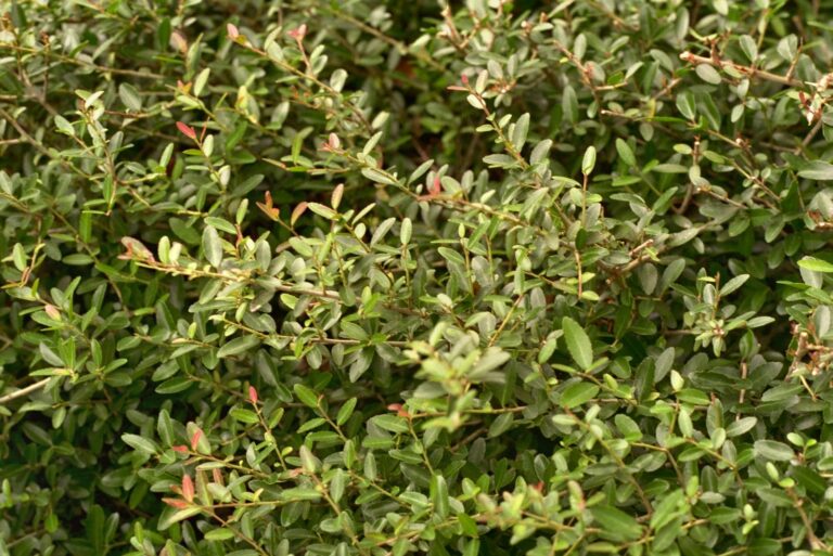 dwarf yaupon holly