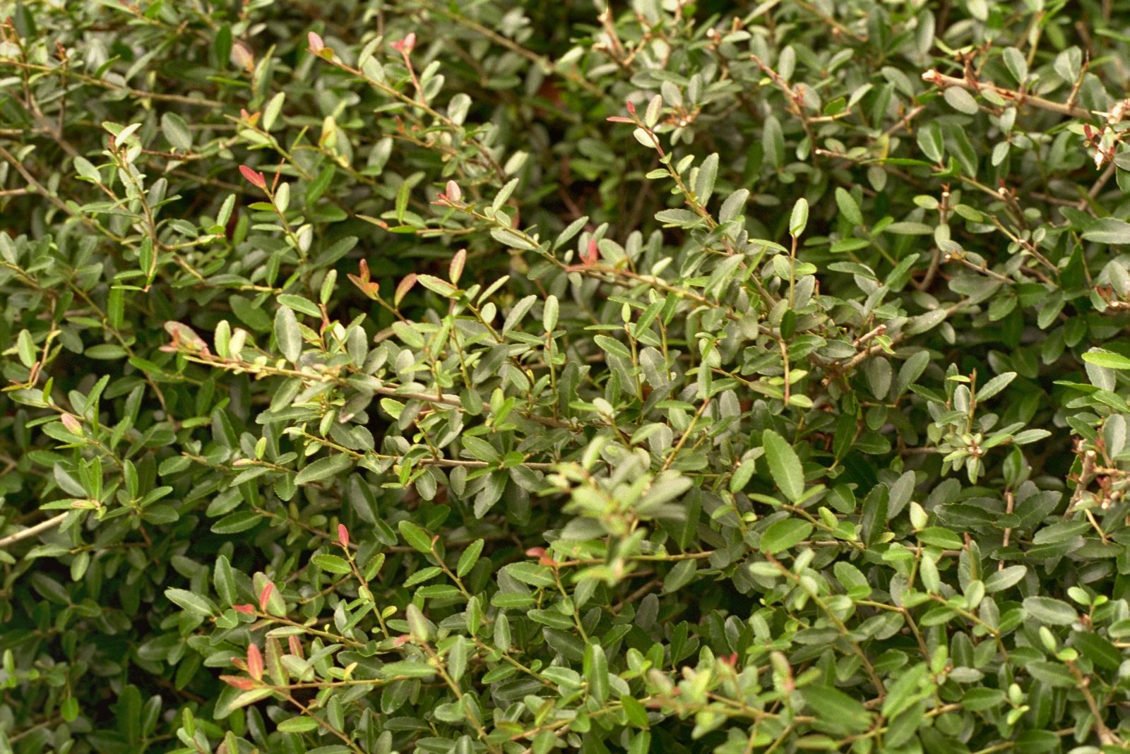 dwarf yaupon holly