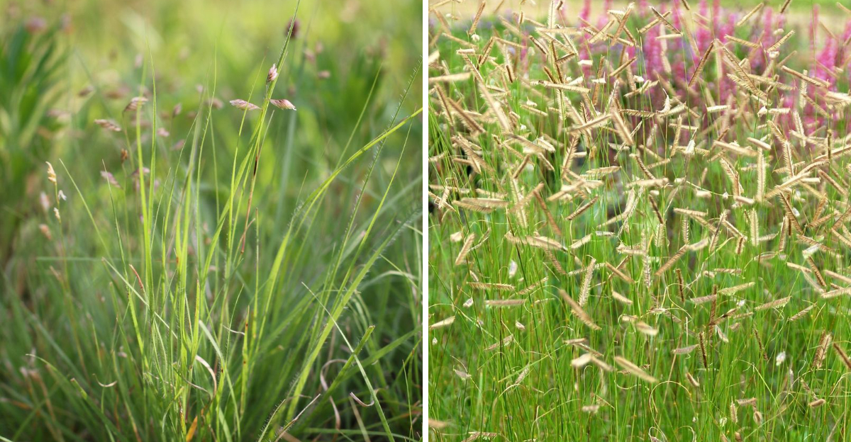 buffalograss and blue grama