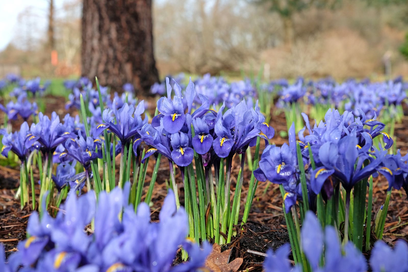 irises