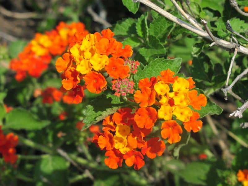 Texas Lantana Brings Color Through The Hottest Months