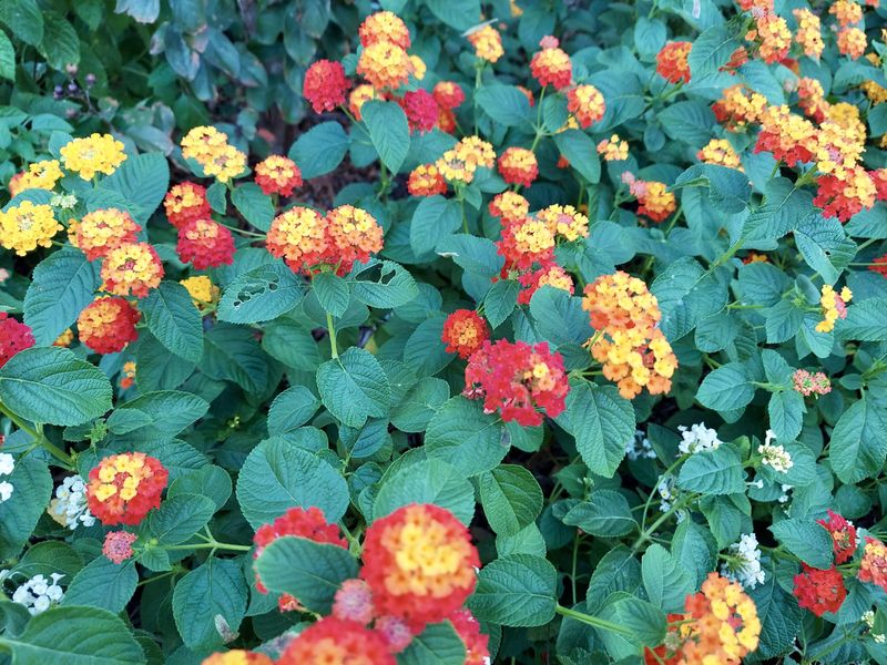 Texas Lantana Brings Easy Color