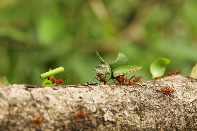 Texas Leafcutting Ants Can Damage Plants Fast