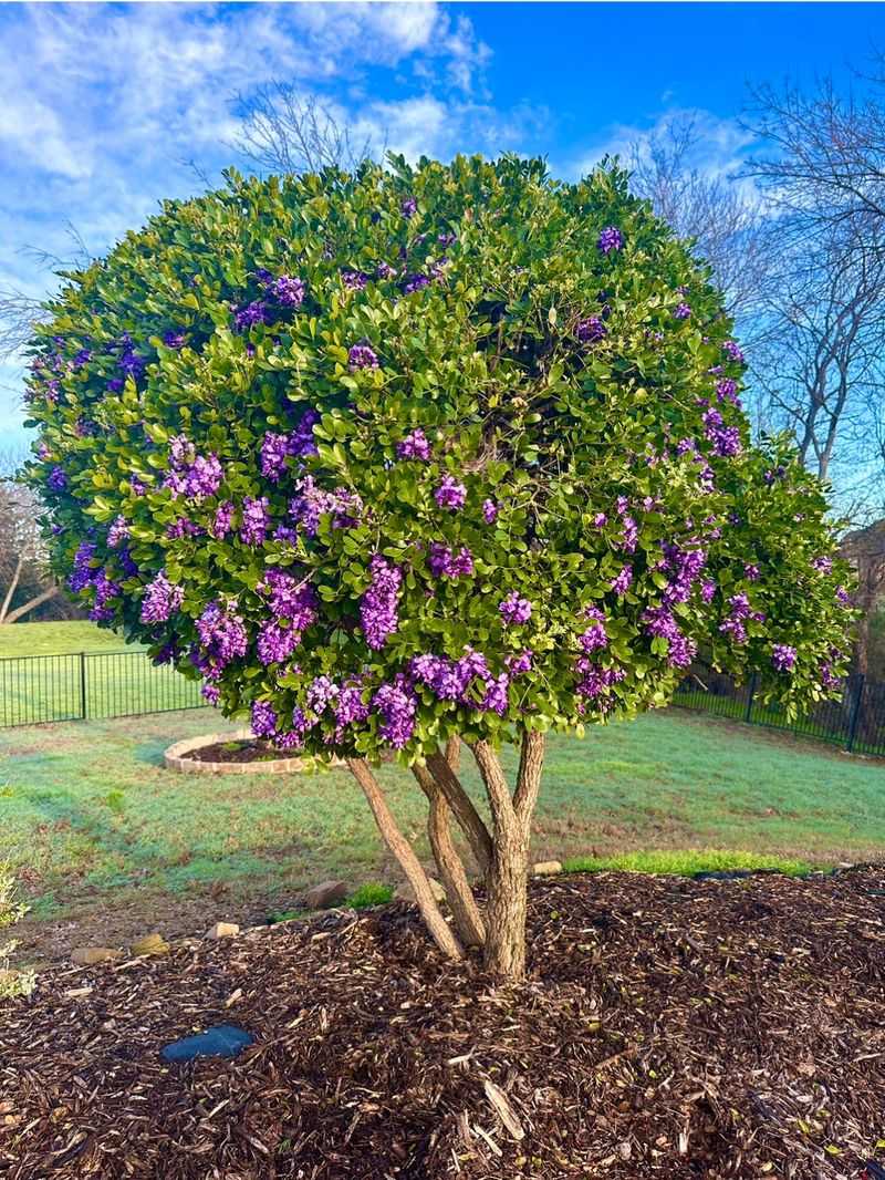 Texas Mountain Laurel Adds Evergreen Beauty And Spring Fragrance Texas Mountain Laurel Adds Evergreen Beauty And Spring Fragrance