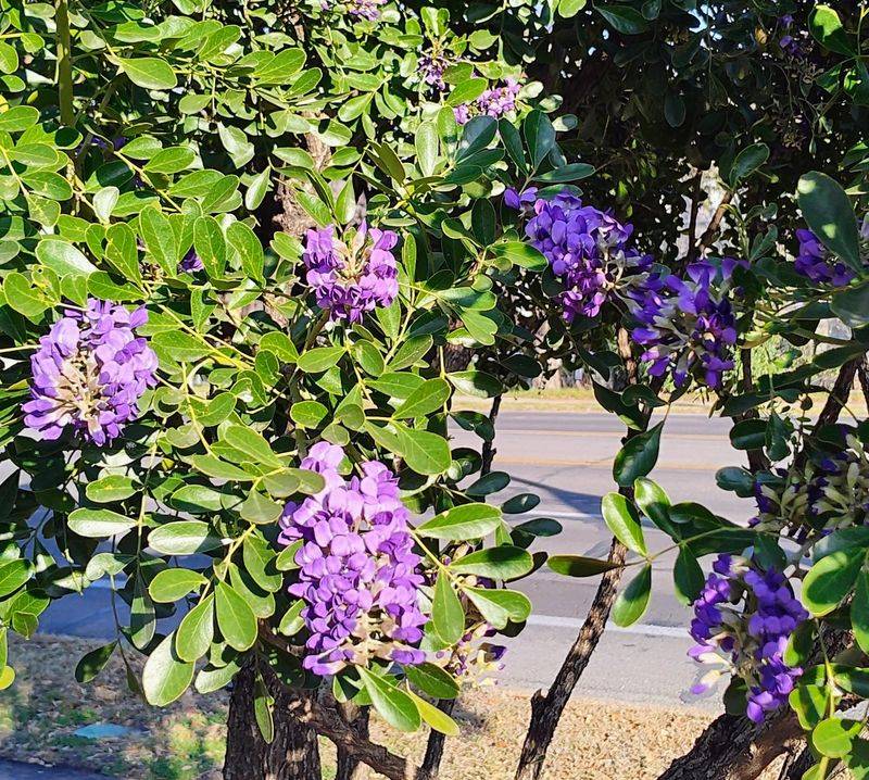 Texas Mountain Laurel Adds Evergreen Beauty