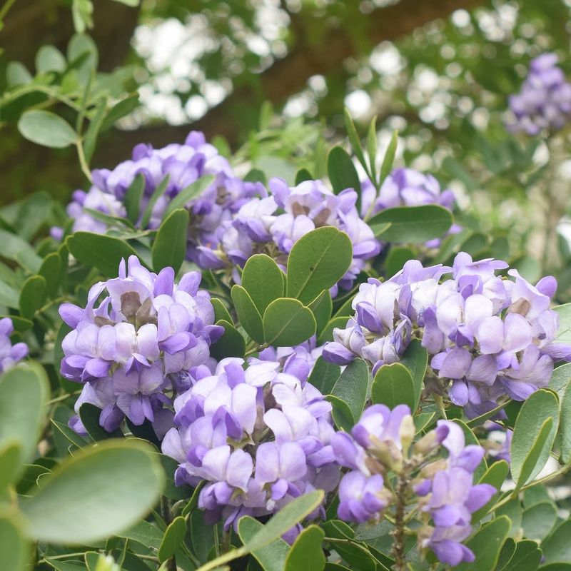 Texas Mountain Laurel Gives Privacy With Fragrant Purple Blooms