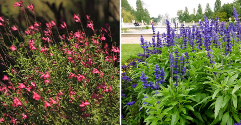 Texas Native Plants That Practically Take Care Of Themselves All Summer