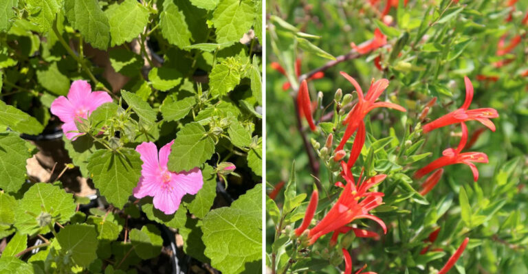 rock rose and flame acanthus