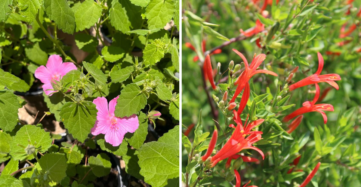 rock rose and flame acanthus