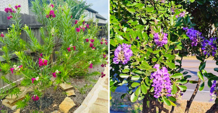 Texas Native Plants To Replace Your Crape Myrtles Along Fence Lines And Driveways