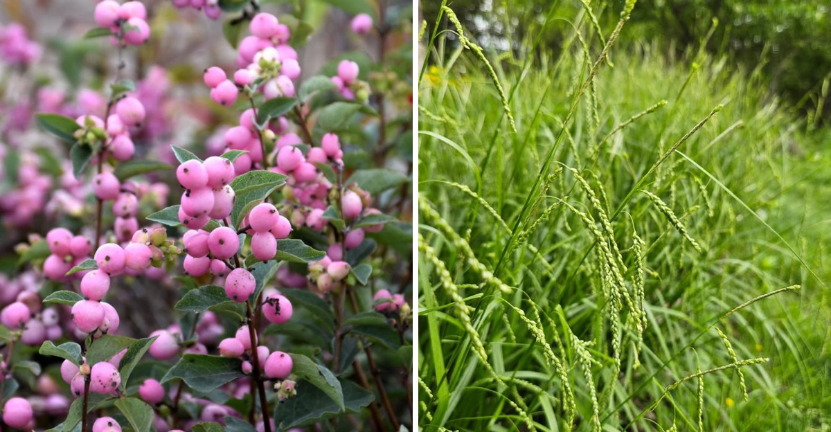 coralberry and texas sedge