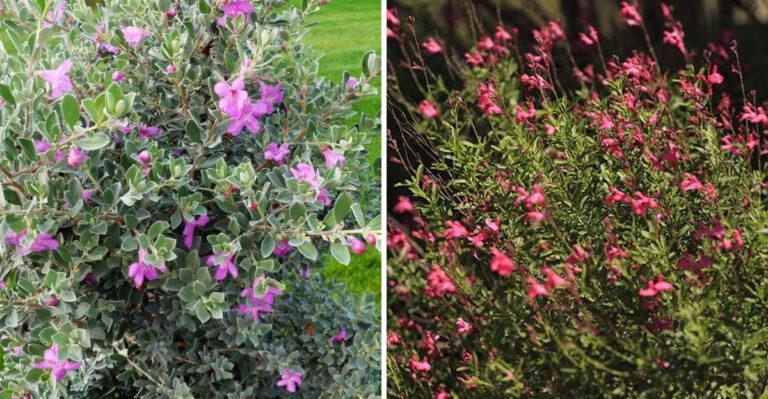texas sage and autumn sage