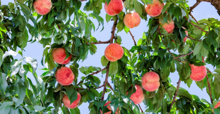 Texas Peach Tree Owners, Do This In May Before Summer Heat Hits Hard