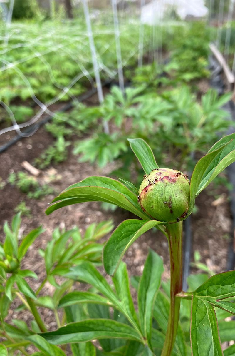 Texas Peonies Need Realistic Expectations