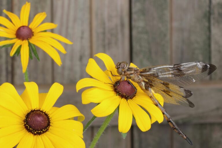 dragonfly on black eyed susan
