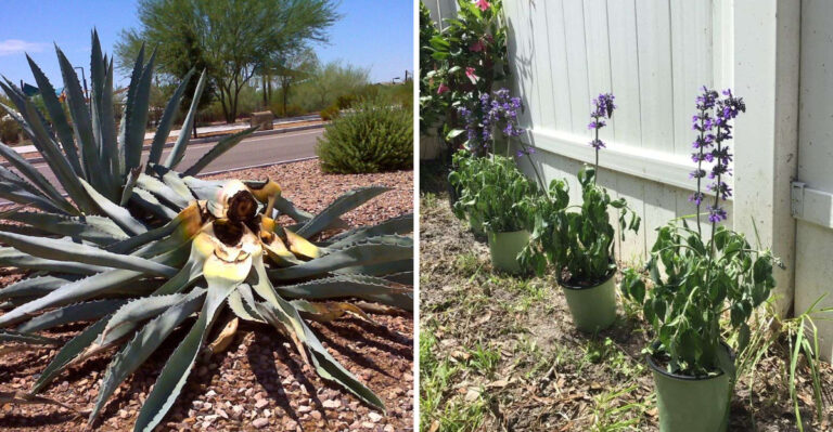wilted agave and salvia