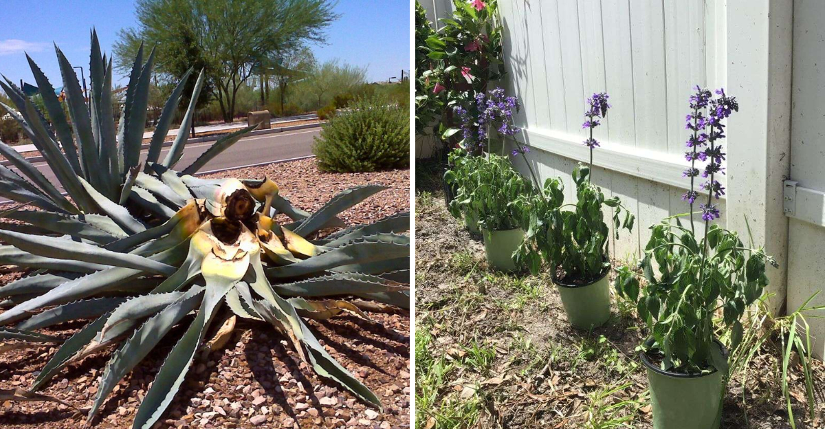 wilted agave and salvia