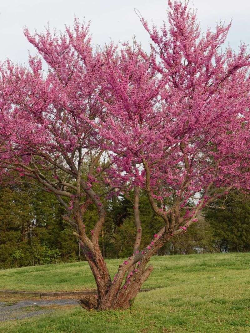 Texas Redbud