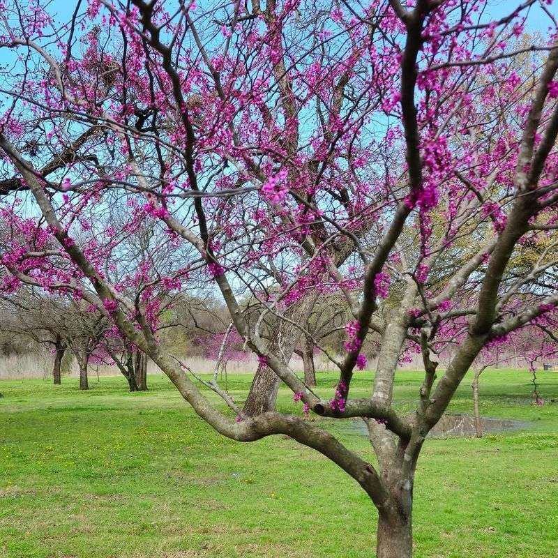 Texas Redbud