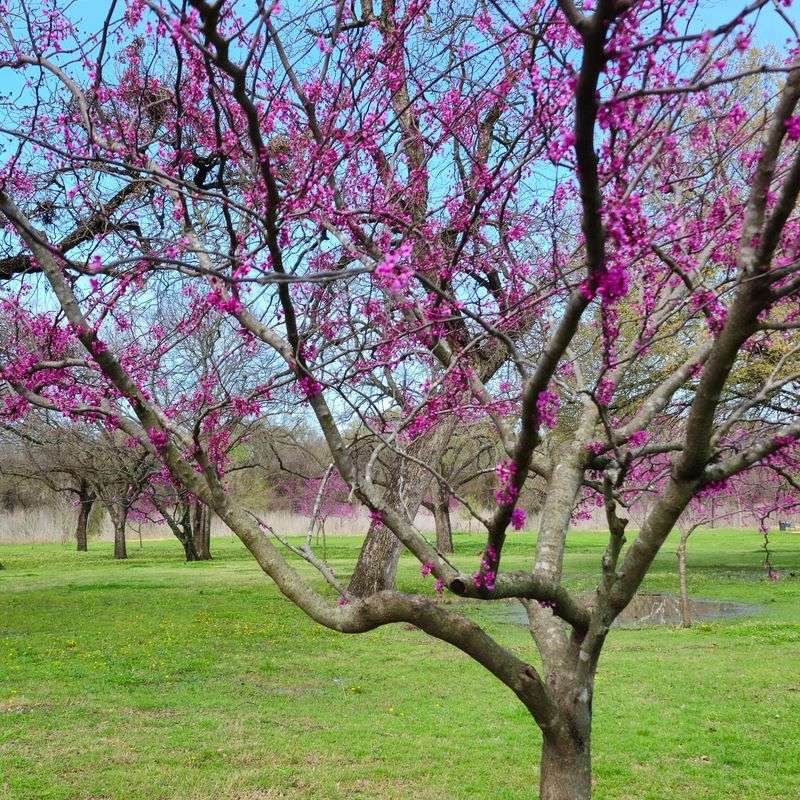 Texas Redbud Texas Redbud