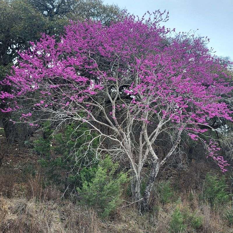 Texas Redbud