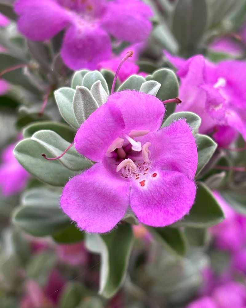 Texas Sage