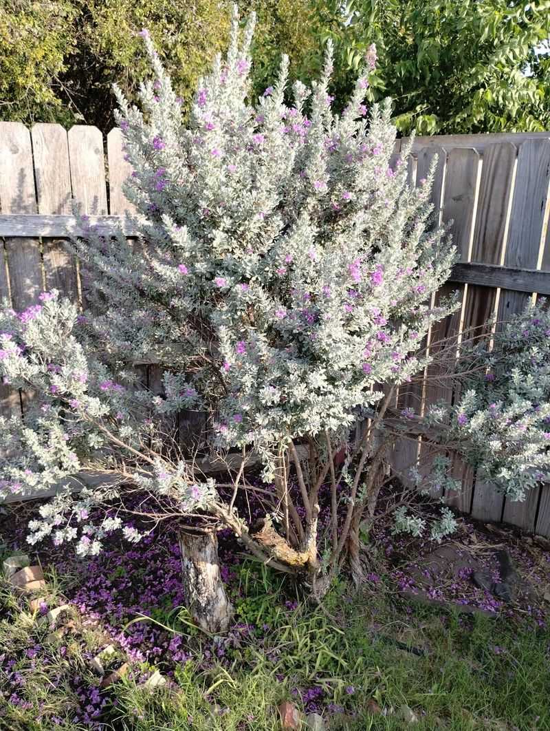 Texas Sage Adds Silver Color Year-Round Texas Sage Adds Silver Color Year-Round