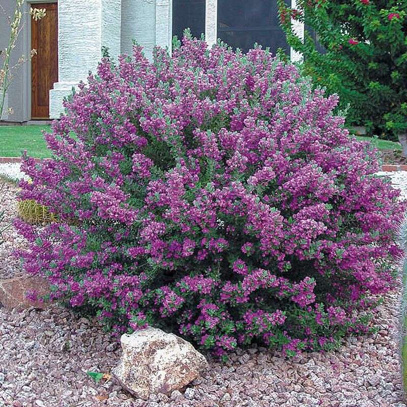 Texas Sage Handles Full Sun Slopes