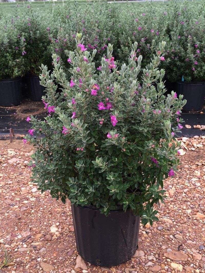 Texas Sage (Leucophyllum Frutescens)