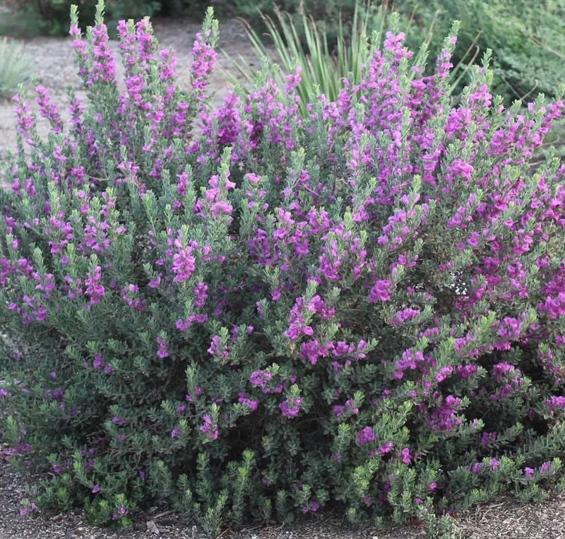 Texas Sage Reaches Far Beyond Narrow Planting Zones