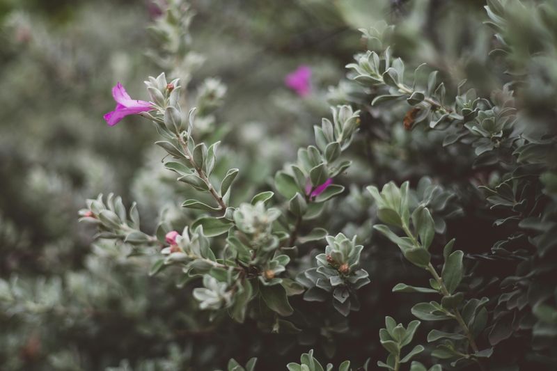 Texas Sage
