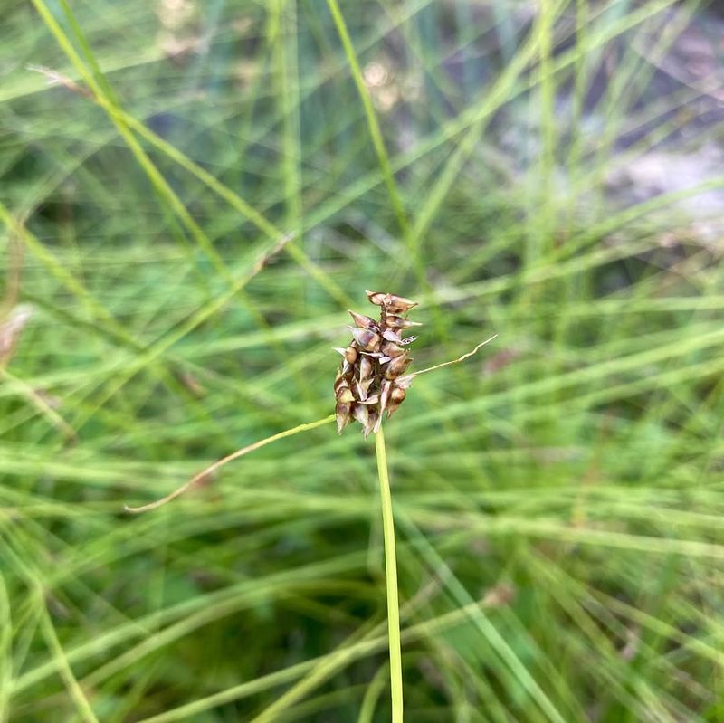 Texas Sedge