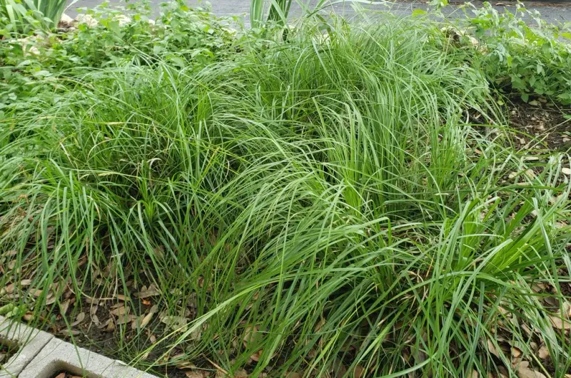 Texas Sedge Texas Sedge