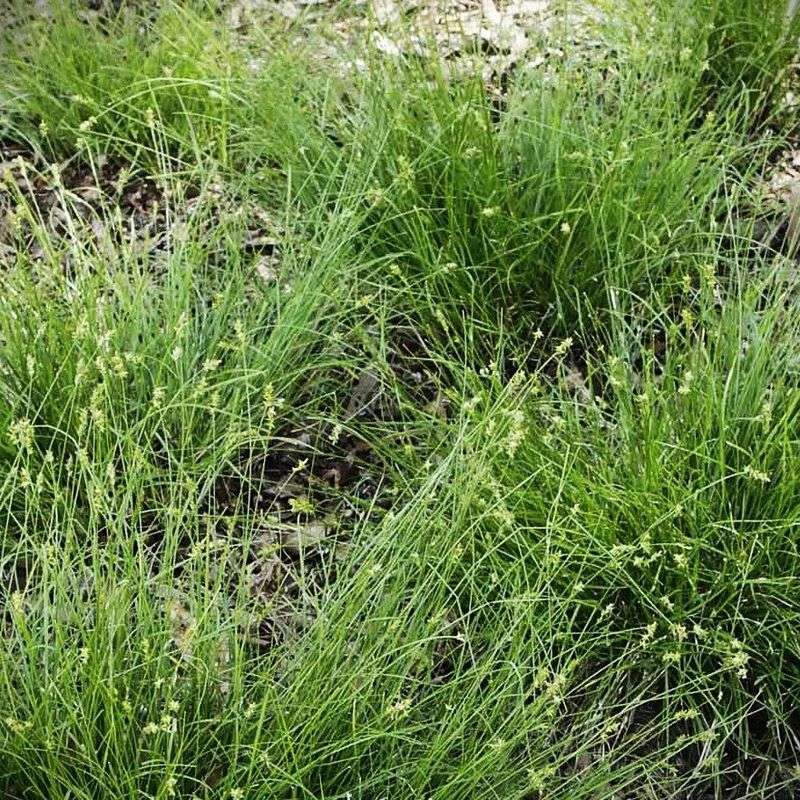 Texas Sedge Texas Sedge