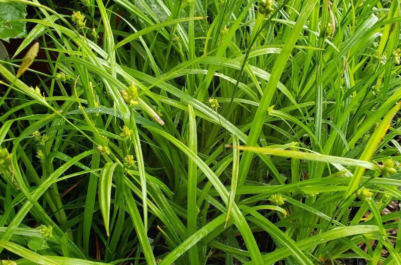 Texas Sedge Texas Sedge