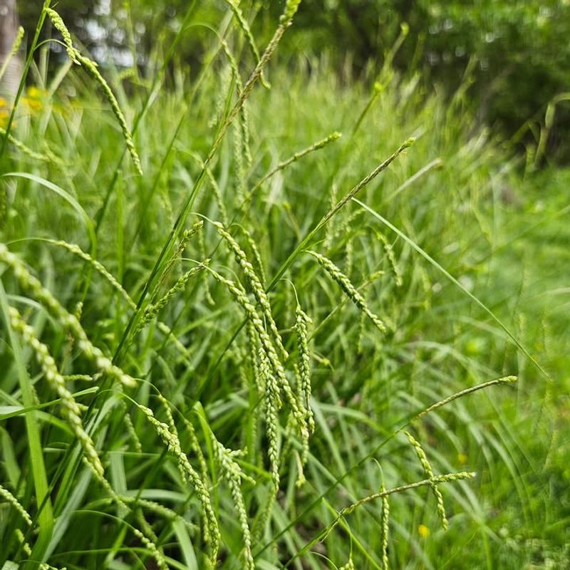 Texas Sedge