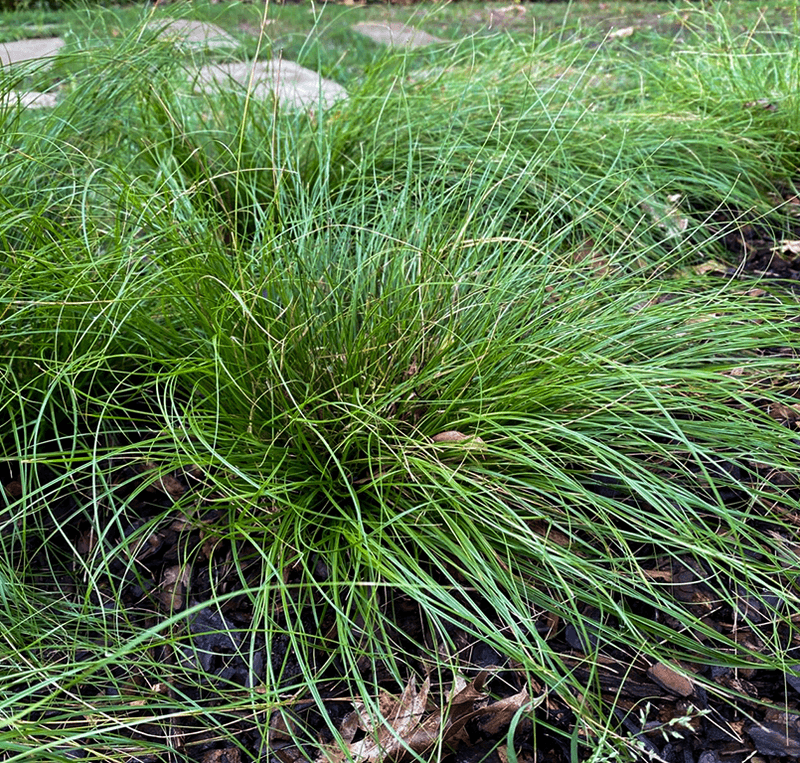Texas Sedge Texas Sedge