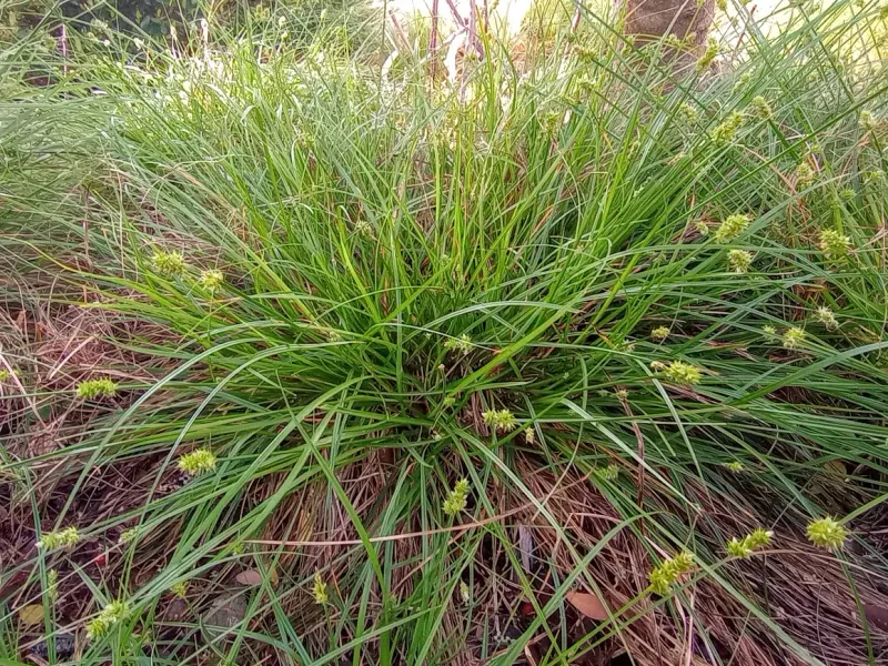 Texas Sedge