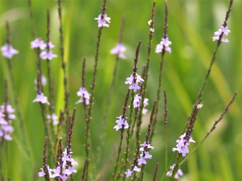 Texas Vervain Is The Purple Weed Texans Should Think Twice Before Pulling