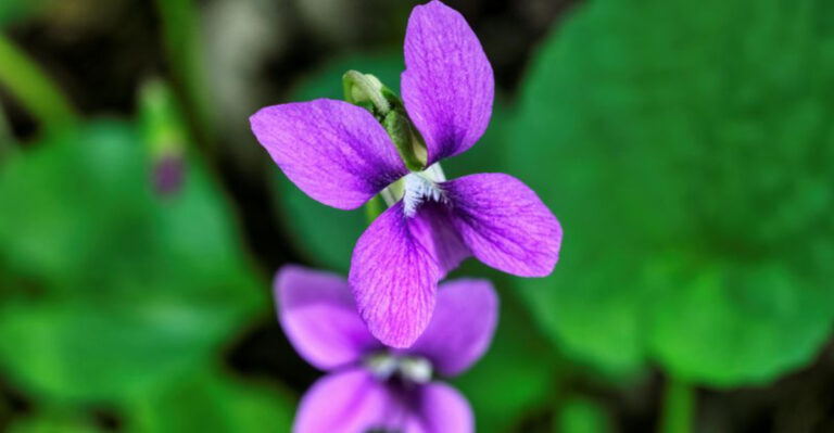 That Purple Weed Creeping Into Your Michigan Lawn Is Actually A Native Gem