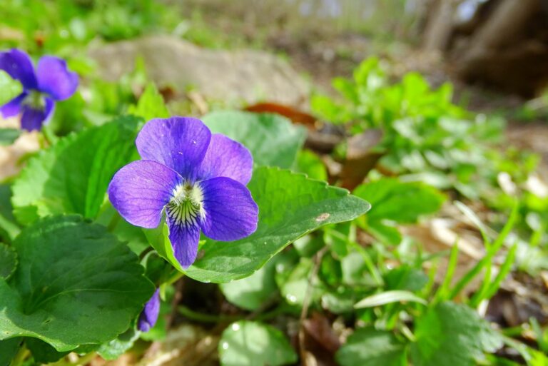 wild violet