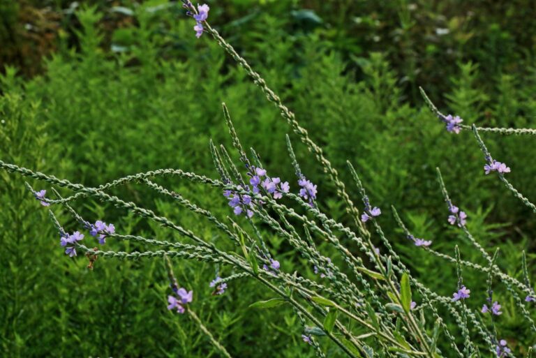 texas vervain