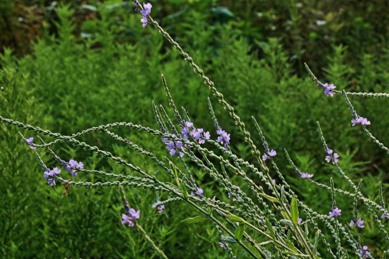 texas vervain