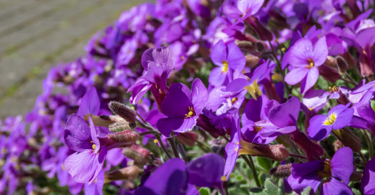 The 10 Best Rock Garden Plants For California Front Yard