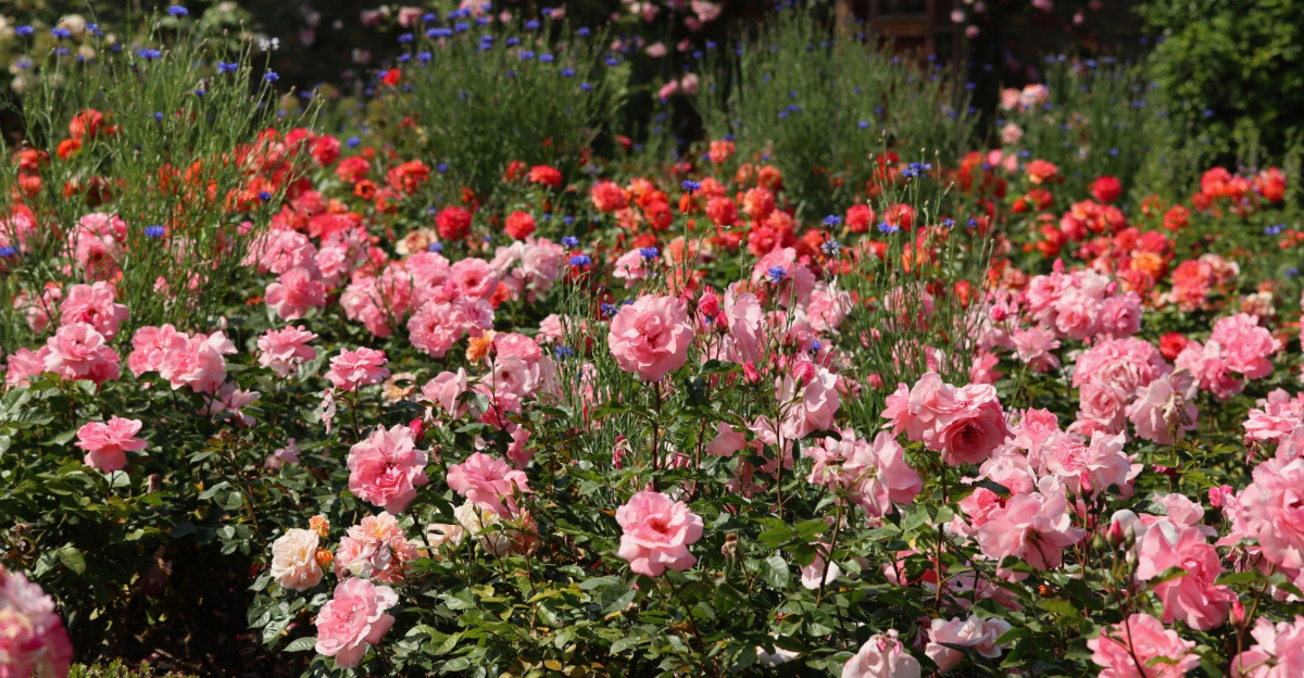 flowers