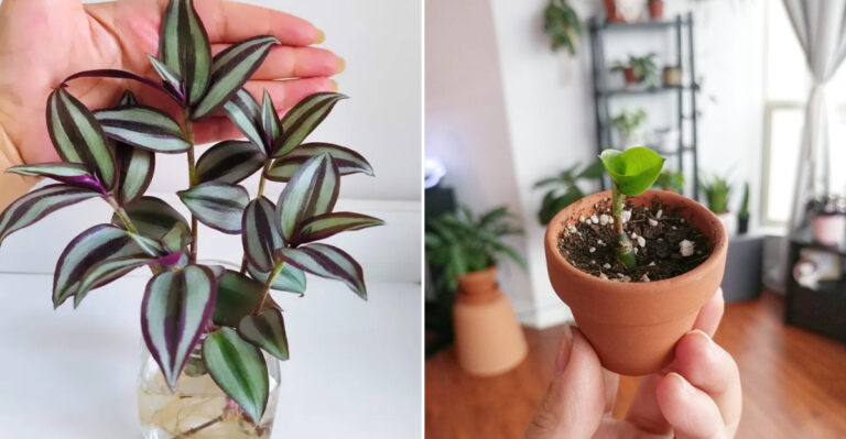The 10 Most Reliable Houseplants To Multiply Indoors In Oregon